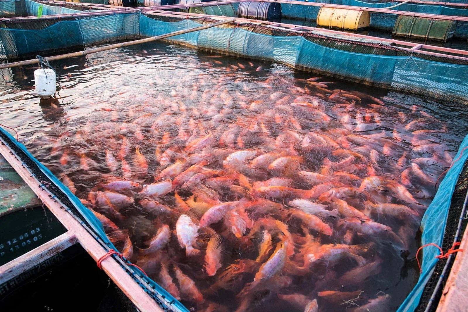 shrimp farm 1 shrimp farm 1